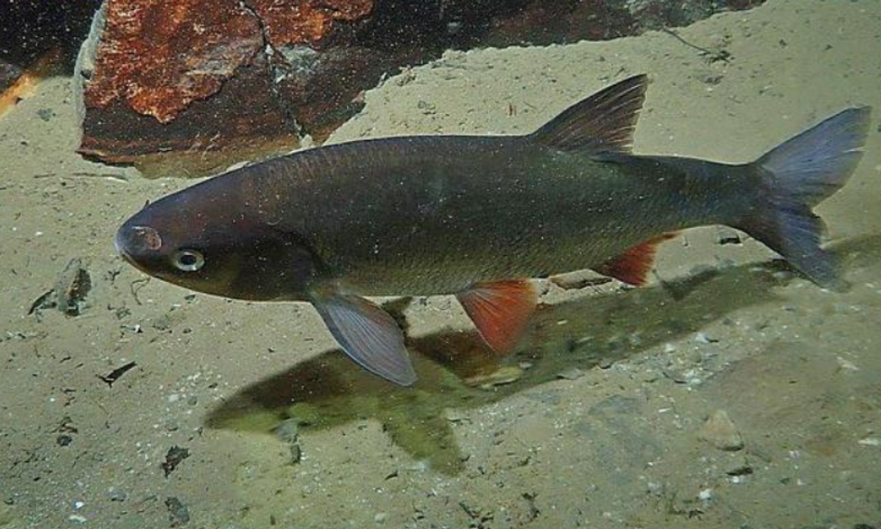 Pêche à l'ide mélanote interdite