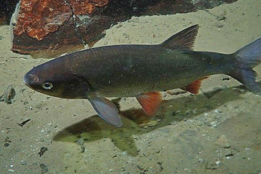 Pêche à l'ide mélanote interdite