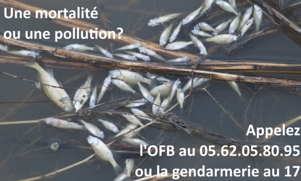 Une pollution, une mortalité piscicole ?