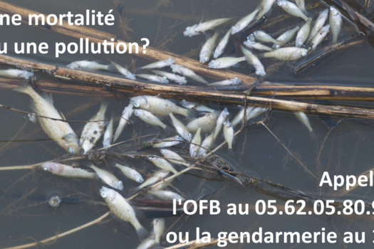 Une pollution, une mortalité piscicole ?