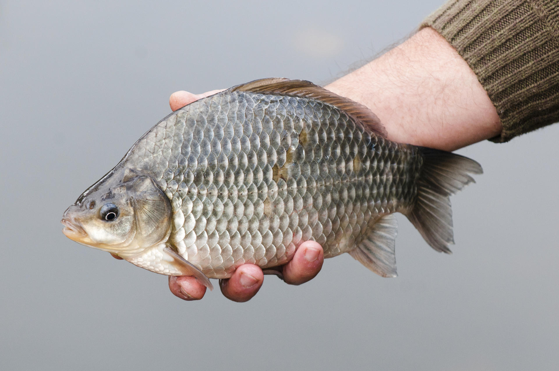 Les Cyprinid s F d ration De P che Du Gers Les Cyprinid s F d ration De P che Du Gers