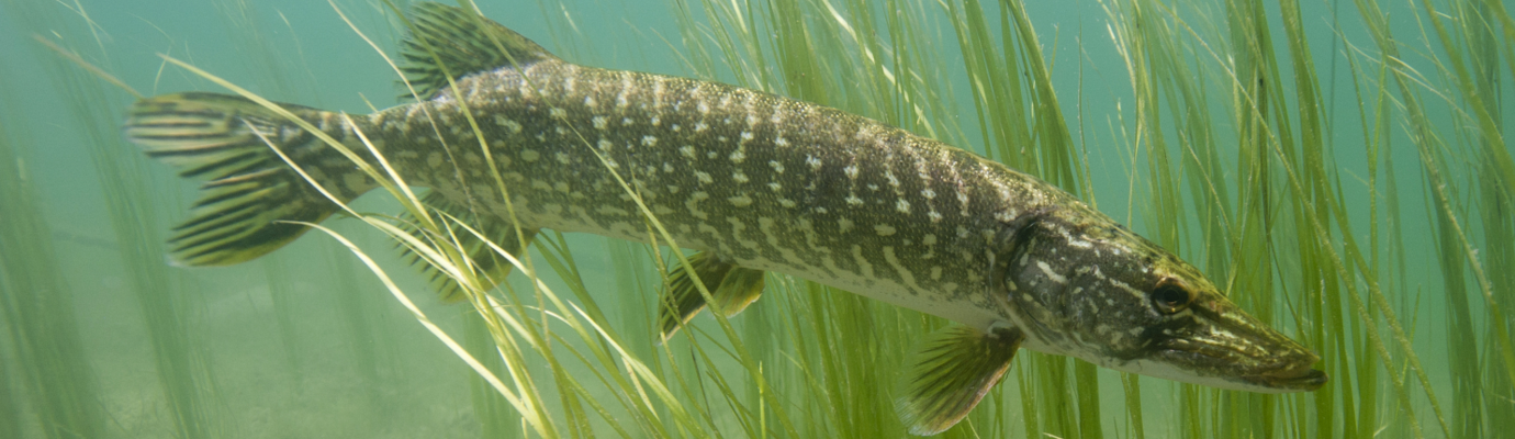 Comment pêcher le carnassier dans la Garonne ? - Toulouse Infos