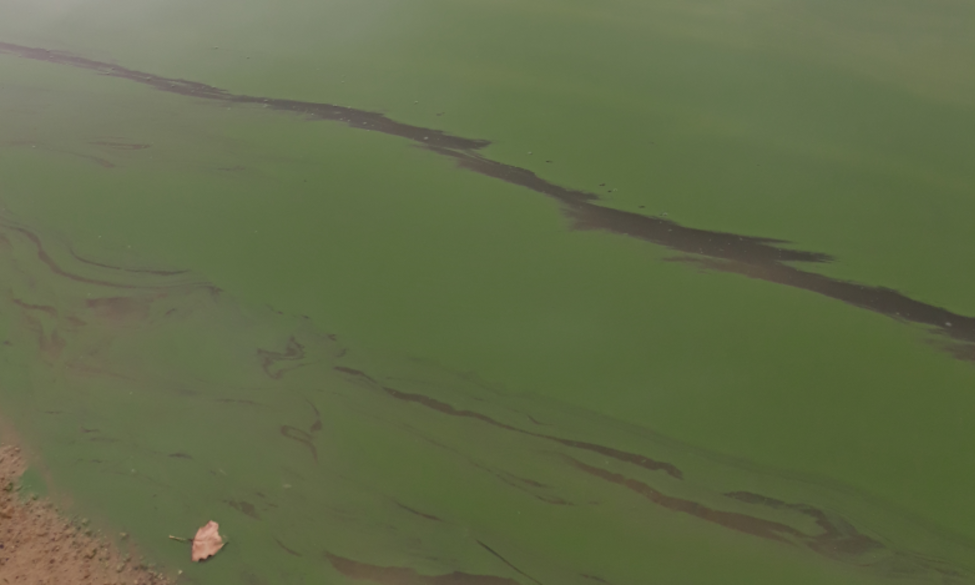 Présence de cyanobactéries