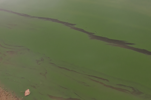 Présence de cyanobactéries