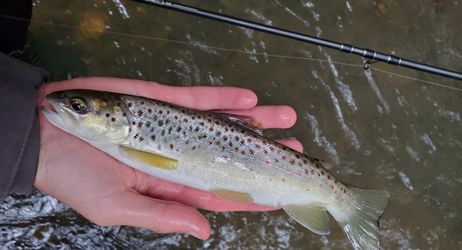 Période d'ouverture de la pêche en 1ère catégorie 2024