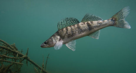 Période d'ouverture de la pêche des carnassiers 2024