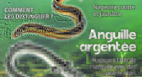 Pêche à l'anguille sur le bassin Adour