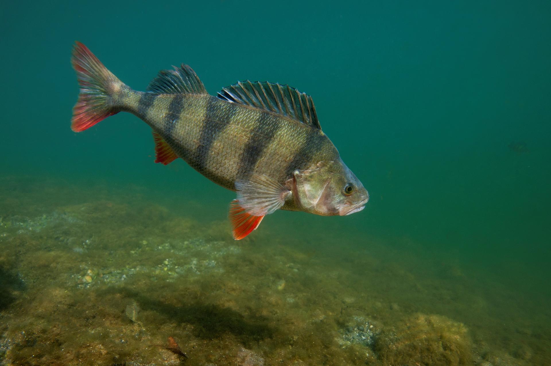 Pêche du black-bass : le redoutable carnassier est de retour ! - Le Tarn  Libre