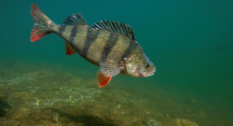Période d'ouverture de la pêche des carnassiers 2025